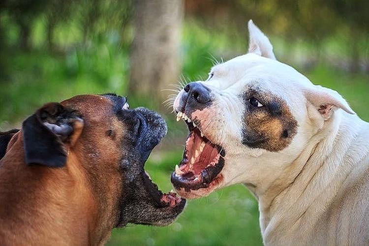 恶犬撕咬路人致死,饲养者为啥被追刑责?律师解读(图) - 1