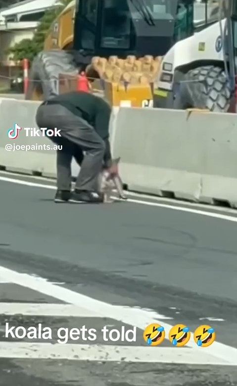 树熊误闯马路！澳洲老翁英勇救回“下秒严肃训话”爆红，内容曝光（组图） - 2
