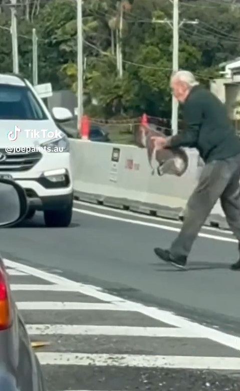树熊误闯马路！澳洲老翁英勇救回“下秒严肃训话”爆红，内容曝光（组图） - 4
