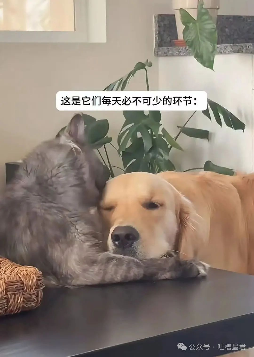 【爆笑】怀孕5个月吃顿火锅老公骂我沙币…？啊啊啊网友的命也是命（组图） - 51