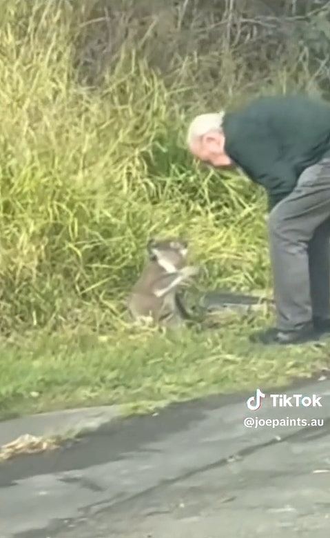 树熊误闯马路！澳洲老翁英勇救回“下秒严肃训话”爆红，内容曝光（组图） - 1