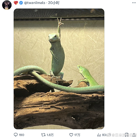 【爆笑】男朋友总是发给我美女视频是正常的吗？网友迷惑：这是为了刺激你呢 ​​​（组图） - 35