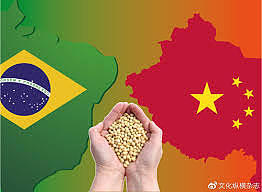 破局之路？中国改买“这国”黄豆（图） - 1