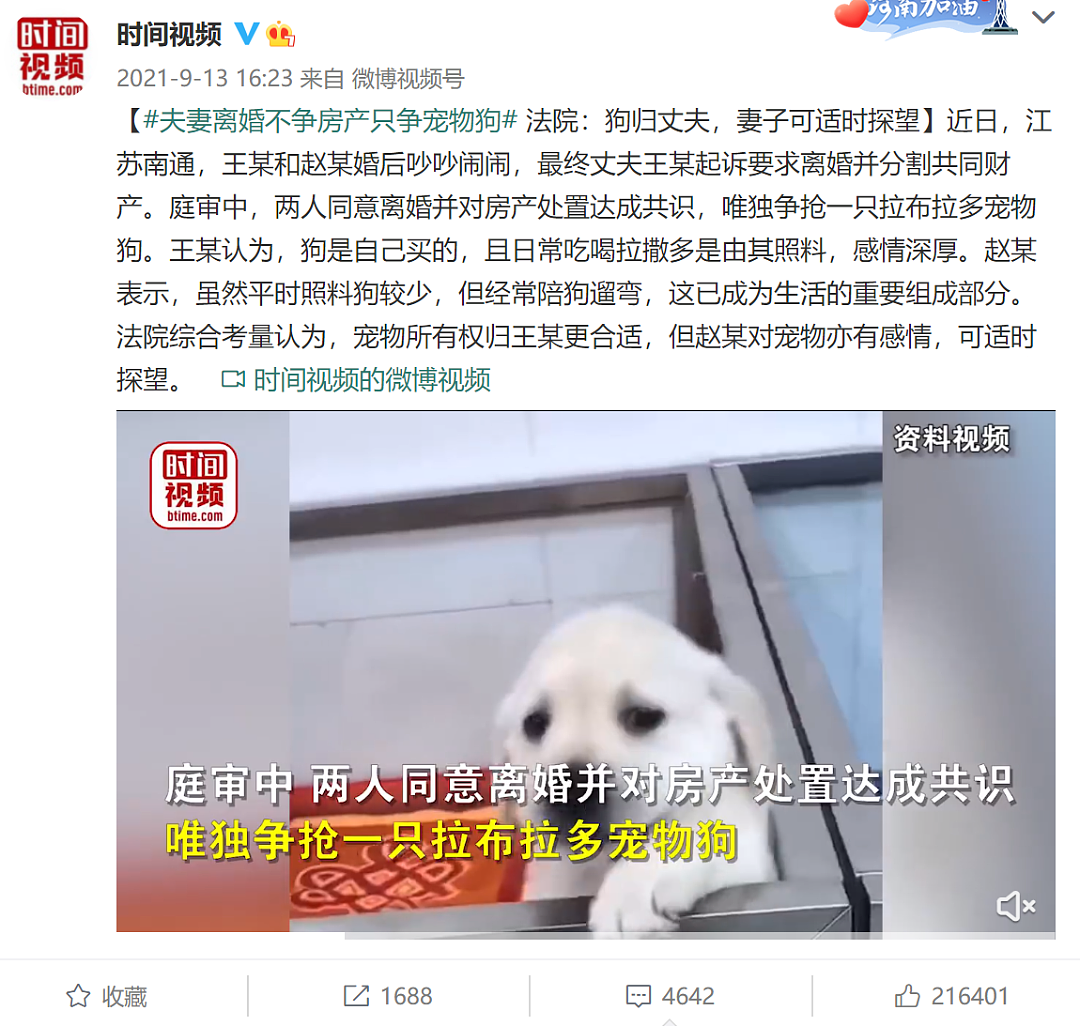 【宠物】夫妻离婚不争车房却只争柯基,法院最后这样判(组图) - 5