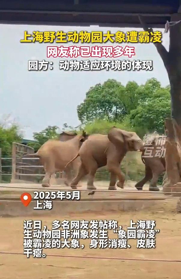 印度男开闪光灯与大象自拍,遭狂踩施暴、当众脱裤!结局更悲哀(视频/组图) - 8