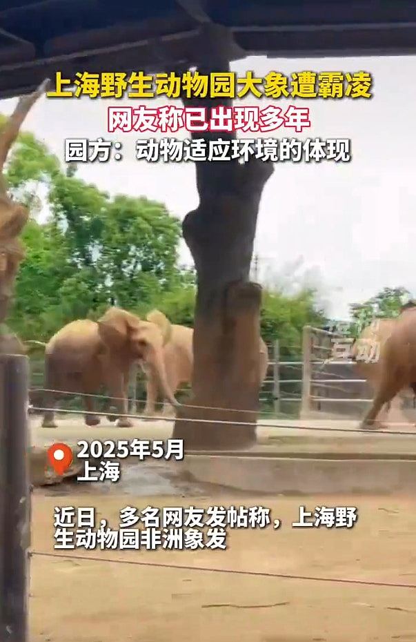 印度男开闪光灯与大象自拍,遭狂踩施暴、当众脱裤!结局更悲哀(视频/组图) - 7