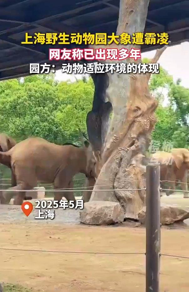 印度男开闪光灯与大象自拍,遭狂踩施暴、当众脱裤!结局更悲哀(视频/组图) - 6