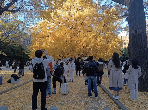 日本东大、京大4名校留学生有6成是中国人（图） - 1