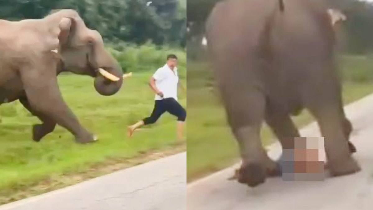 印度男开闪光灯与大象自拍,遭狂踩施暴、当众脱裤!结局更悲哀(视频/组图) - 1