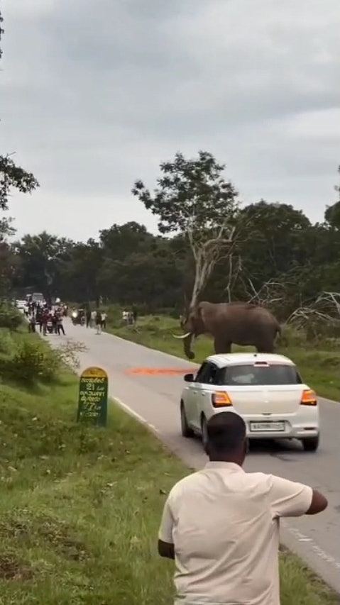 印度男开闪光灯与大象自拍,遭狂踩施暴、当众脱裤!结局更悲哀(视频/组图) - 4