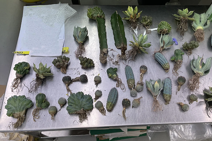 判入狱！澳洲网店卖这些中国产品，老板摊上事！最高罚66万（组图） - 2