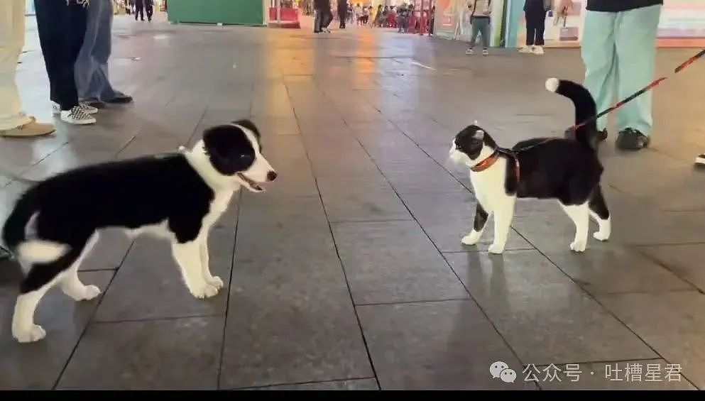 【爆笑】结婚四年老公还是忘不掉白月光…？网友：嫂子我不是挑事的人（组图） - 13