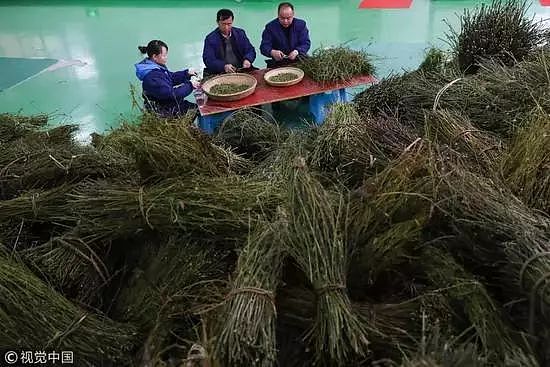 往血管里面打中药减肥，这是疯了？（组图） - 18
