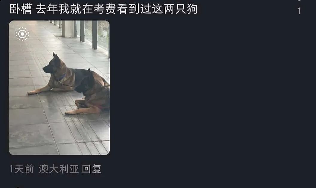 最新细节曝光！墨华人区双命案，杀手曾被大量华人偶遇：“狗狗好乖”（组图） - 12