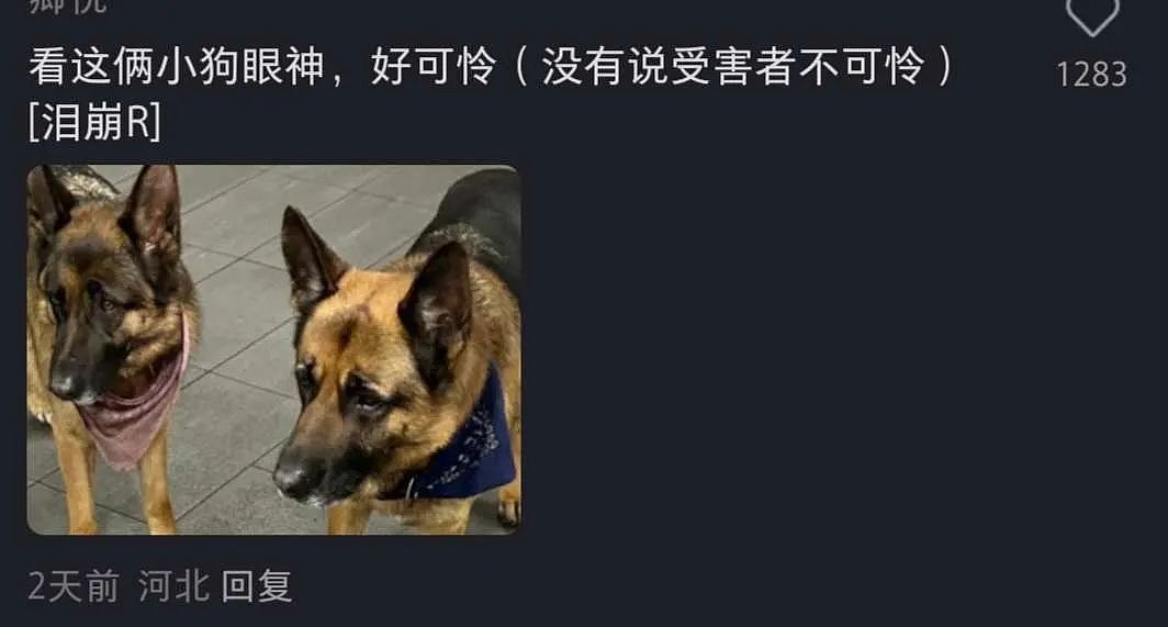 最新细节曝光！墨华人区双命案，杀手曾被大量华人偶遇：“狗狗好乖”（组图） - 8