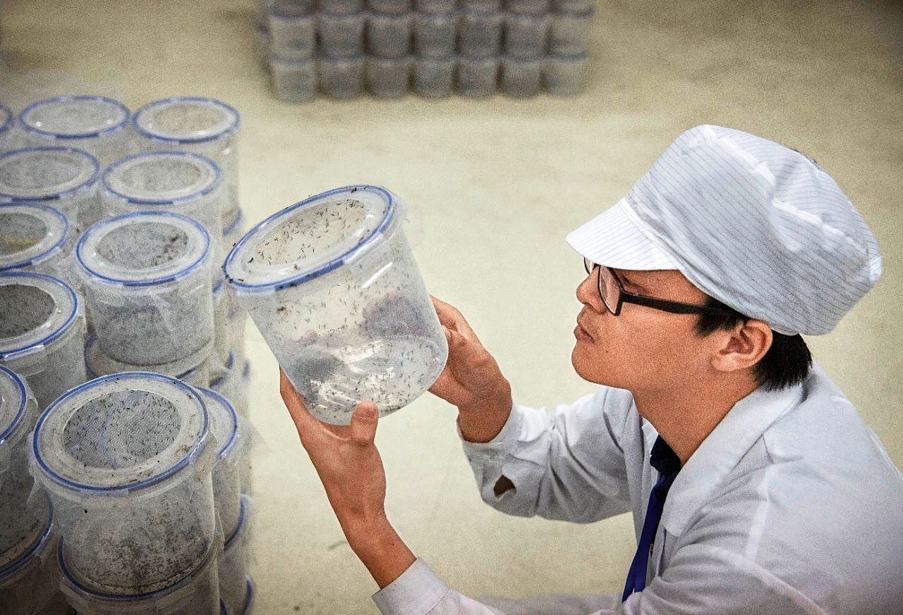 “广东100%的蚊子出现抗药性”，灭蚊的终极大招究竟是什么？（组图） - 5