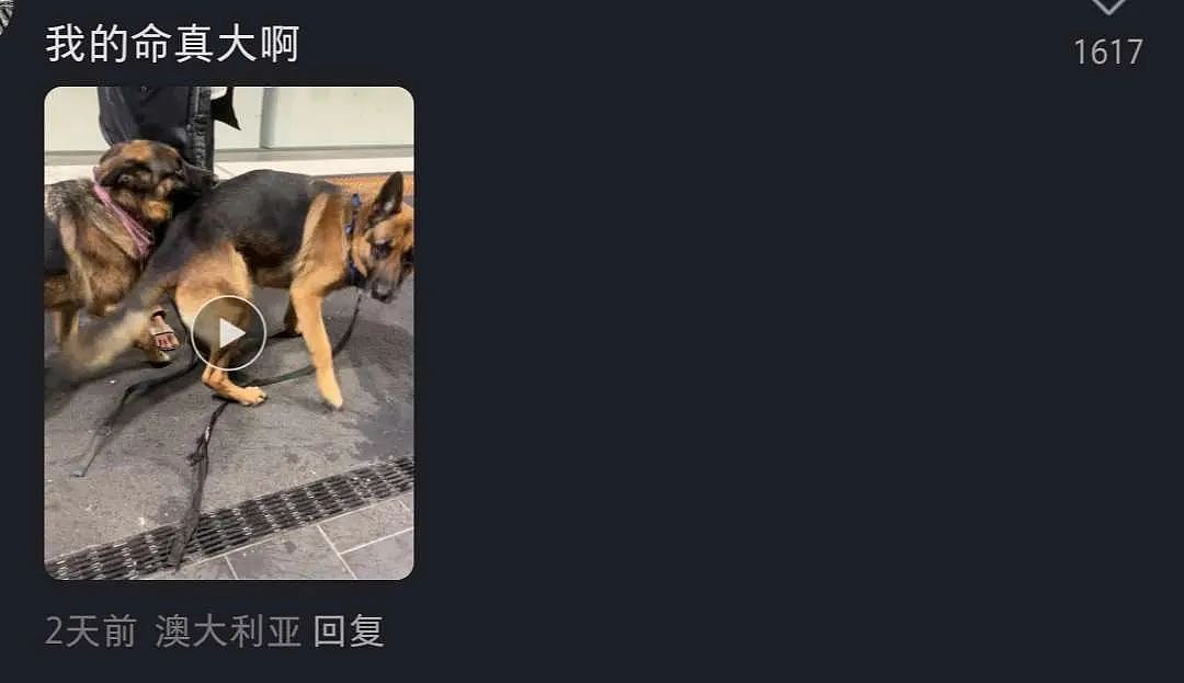 最新细节曝光！墨华人区双命案，杀手曾被大量华人偶遇：“狗狗好乖”（组图） - 7
