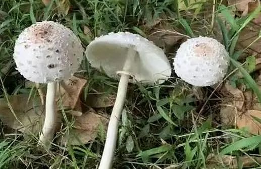 千万别再吃了！男子突传中毒身亡，食用到去世不到72小时，此前多起血泪教训（组图） - 4