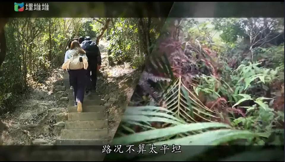 香港四大奇案，被这档TVB深夜节目揭了底（组图） - 11