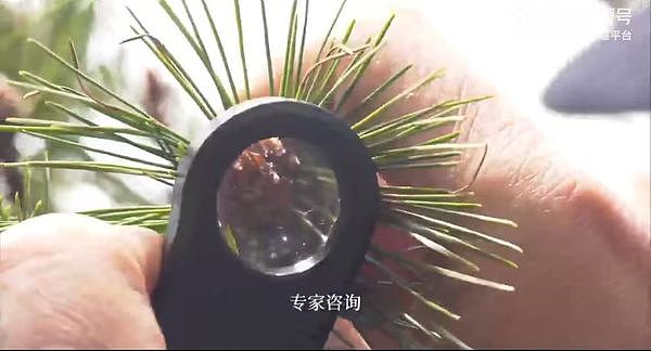 黄山迎客松是假树？第19代守松人验明正身（组图） - 2
