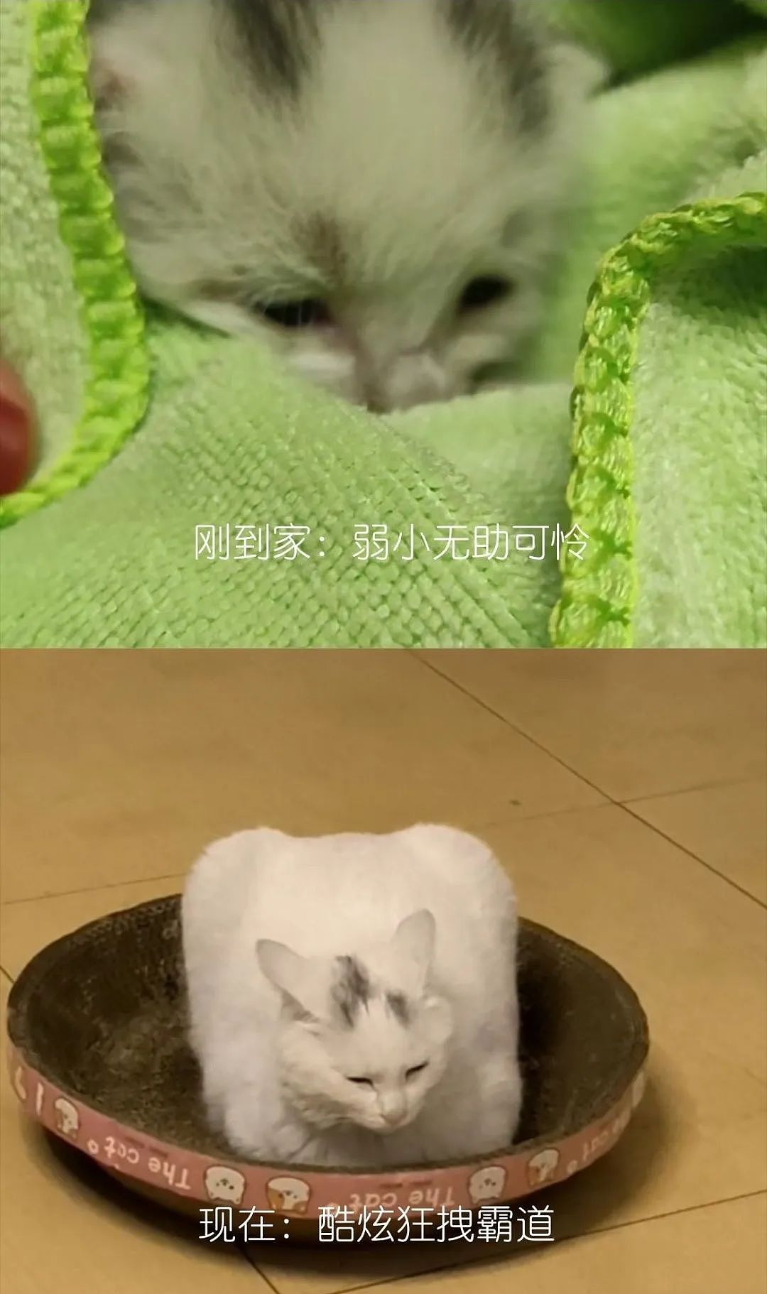 【宠物】网友晒小猫被收养前后的变化，笑死人哈哈哈，当事猫：装模作样5分钟，荣华富贵一辈子（组图） - 4