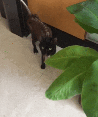 【宠物】网友晒小猫被收养前后的变化，笑死人哈哈哈，当事猫：装模作样5分钟，荣华富贵一辈子（组图） - 28