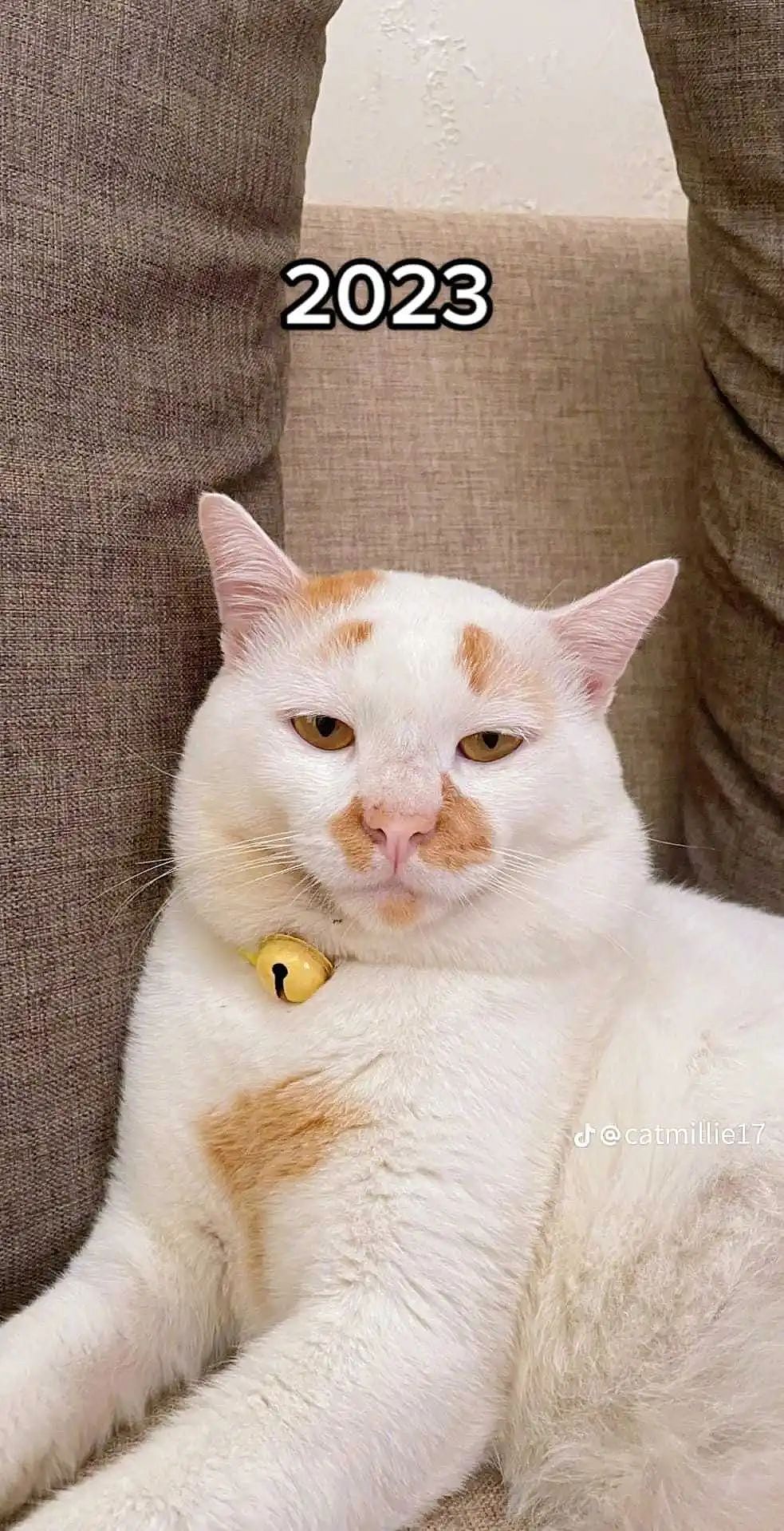 【宠物】网友晒小猫被收养前后的变化，笑死人哈哈哈，当事猫：装模作样5分钟，荣华富贵一辈子（组图） - 13
