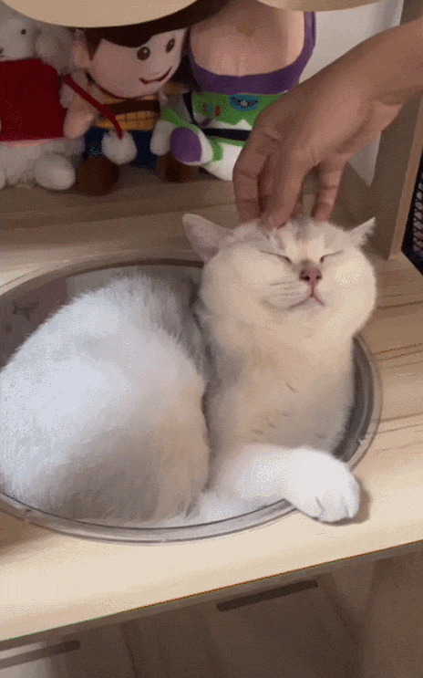 【宠物】网友晒小猫被收养前后的变化，笑死人哈哈哈，当事猫：装模作样5分钟，荣华富贵一辈子（组图） - 25