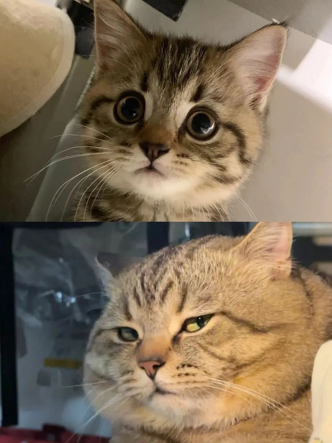 【宠物】网友晒小猫被收养前后的变化，笑死人哈哈哈，当事猫：装模作样5分钟，荣华富贵一辈子（组图） - 7