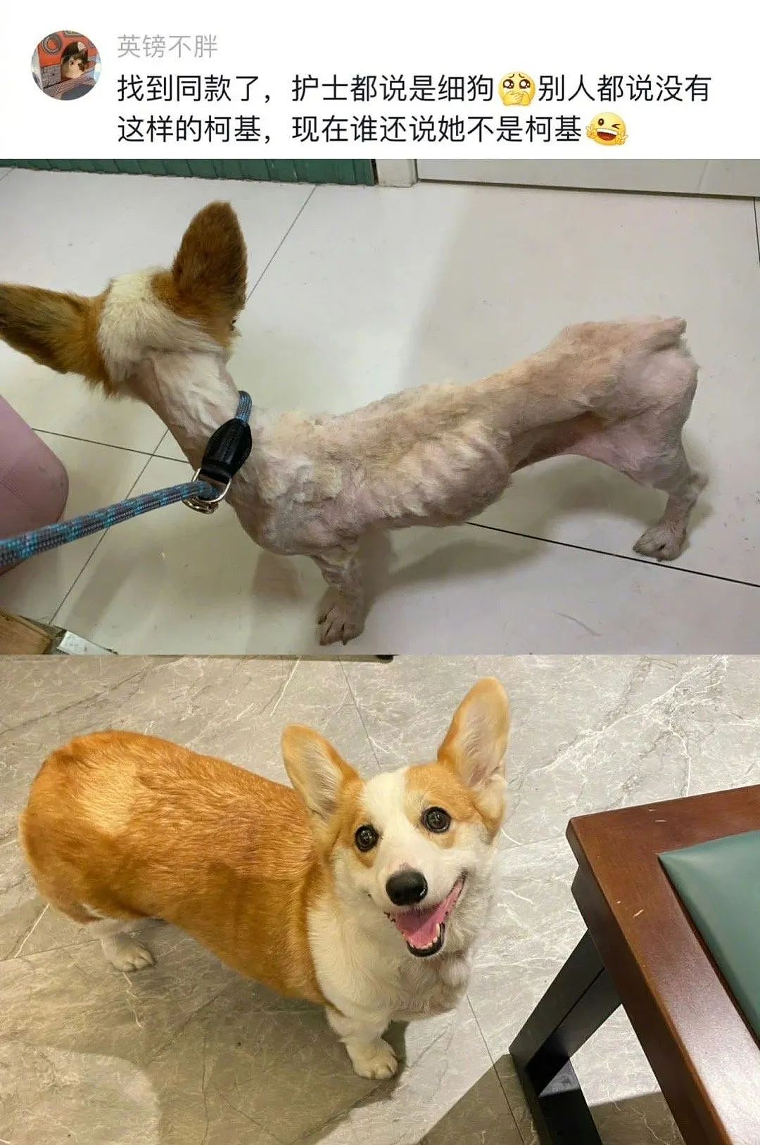 【宠物】网友晒小猫被收养前后的变化，笑死人哈哈哈，当事猫：装模作样5分钟，荣华富贵一辈子（组图） - 27
