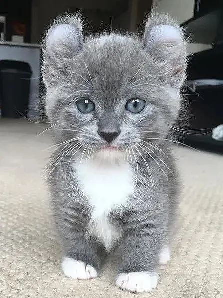 【宠物】网友晒小猫被收养前后的变化，笑死人哈哈哈，当事猫：装模作样5分钟，荣华富贵一辈子（组图） - 8