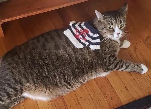 【宠物】网友晒小猫被收养前后的变化，笑死人哈哈哈，当事猫：装模作样5分钟，荣华富贵一辈子（组图） - 16