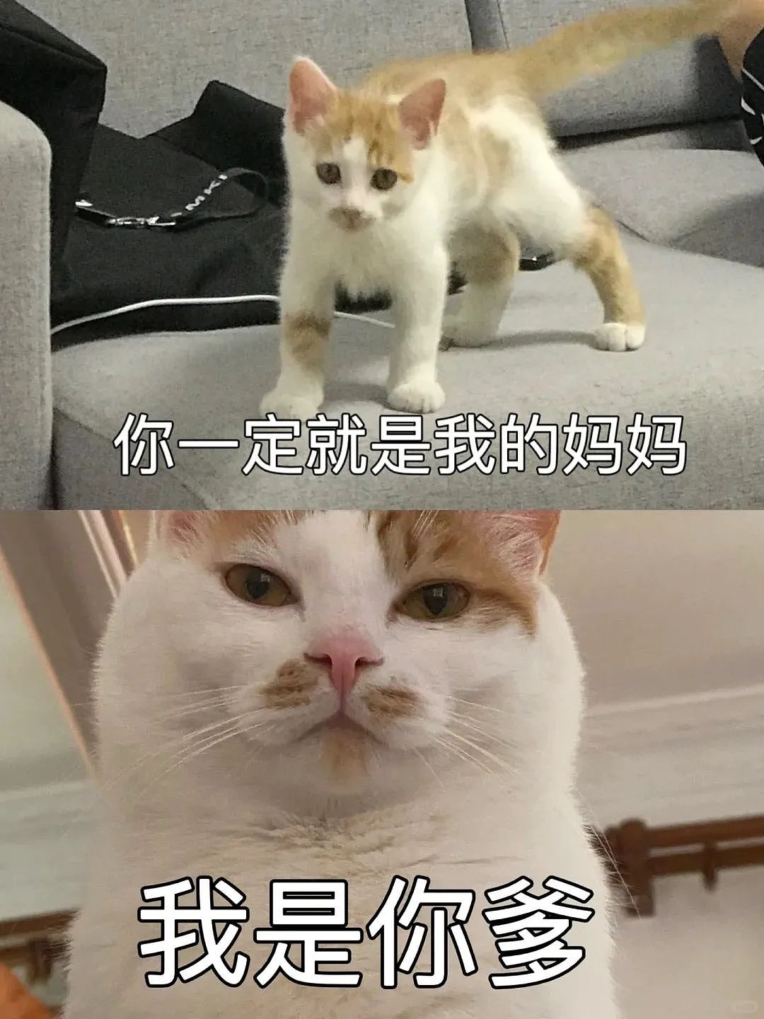 【宠物】网友晒小猫被收养前后的变化，笑死人哈哈哈，当事猫：装模作样5分钟，荣华富贵一辈子（组图） - 2
