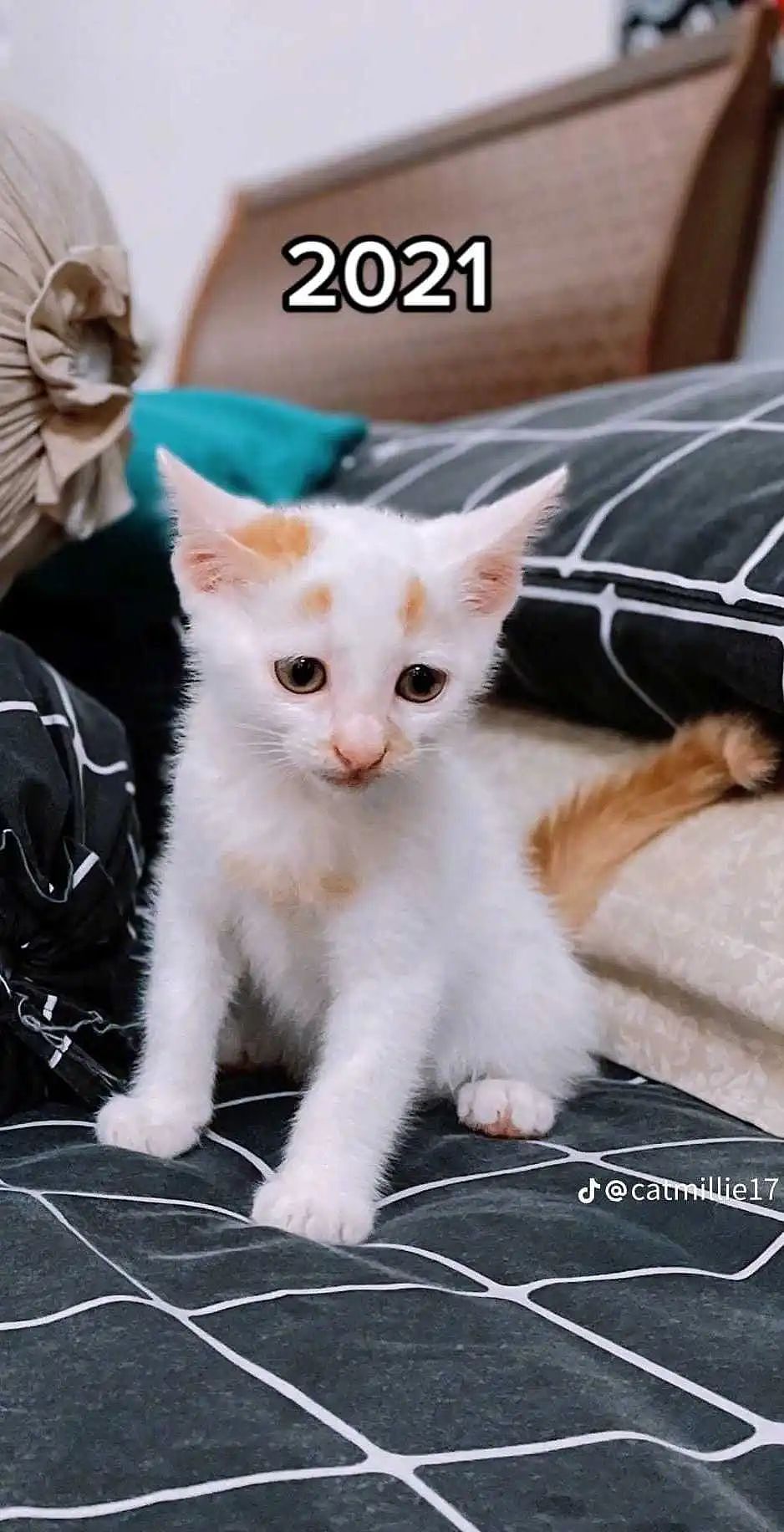 【宠物】网友晒小猫被收养前后的变化，笑死人哈哈哈，当事猫：装模作样5分钟，荣华富贵一辈子（组图） - 12