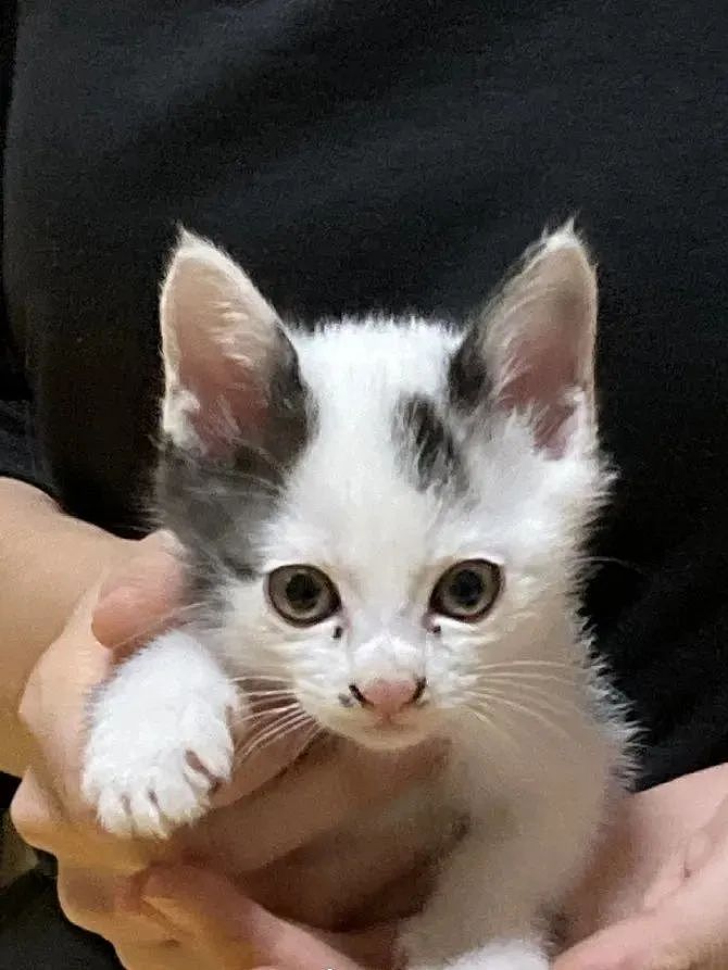 【宠物】网友晒小猫被收养前后的变化，笑死人哈哈哈，当事猫：装模作样5分钟，荣华富贵一辈子（组图） - 10