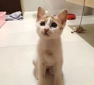 【宠物】网友晒小猫被收养前后的变化，笑死人哈哈哈，当事猫：装模作样5分钟，荣华富贵一辈子（组图） - 5