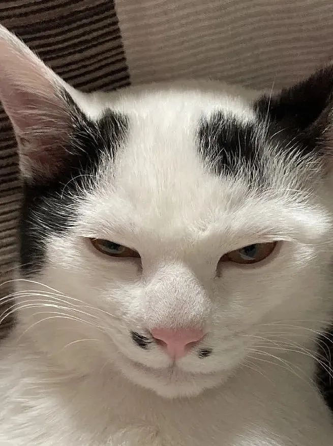 【宠物】网友晒小猫被收养前后的变化，笑死人哈哈哈，当事猫：装模作样5分钟，荣华富贵一辈子（组图） - 11
