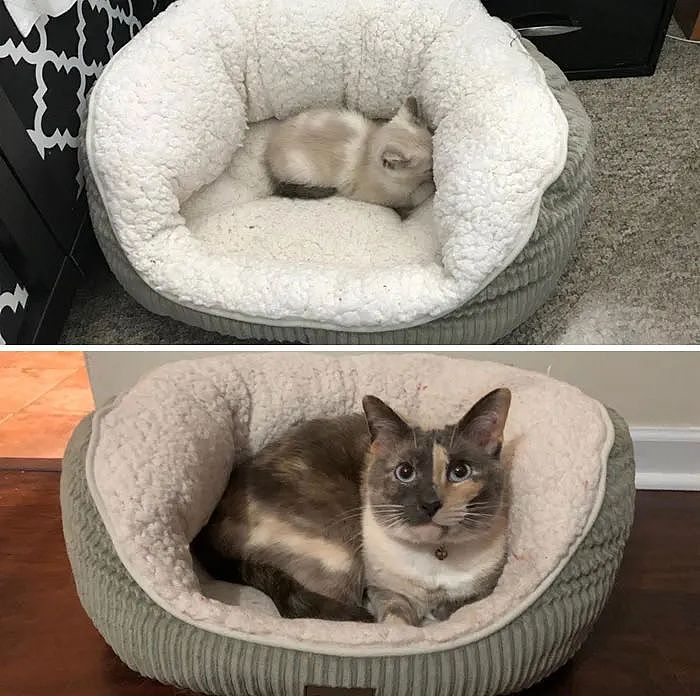 【宠物】网友晒小猫被收养前后的变化，笑死人哈哈哈，当事猫：装模作样5分钟，荣华富贵一辈子（组图） - 14