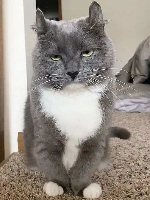 【宠物】网友晒小猫被收养前后的变化，笑死人哈哈哈，当事猫：装模作样5分钟，荣华富贵一辈子（组图） - 9