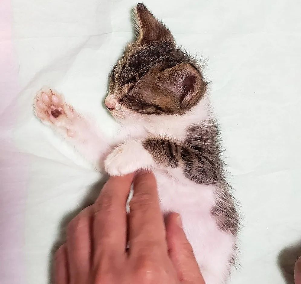 【宠物】网友晒小猫被收养前后的变化，笑死人哈哈哈，当事猫：装模作样5分钟，荣华富贵一辈子（组图） - 21