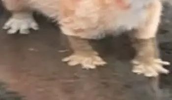 【爆笑】“当刚满6岁的女儿有了自己的微信...？”啊啊啊花式表白这谁顶得住！（组图） - 35