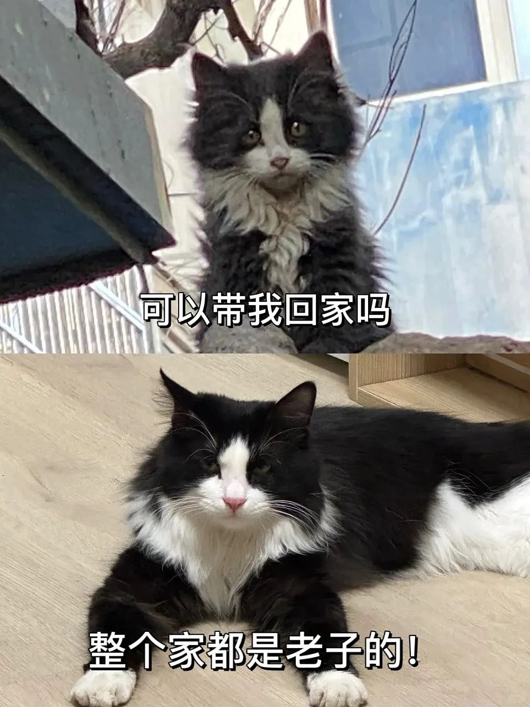 【宠物】网友晒小猫被收养前后的变化，笑死人哈哈哈，当事猫：装模作样5分钟，荣华富贵一辈子（组图） - 3