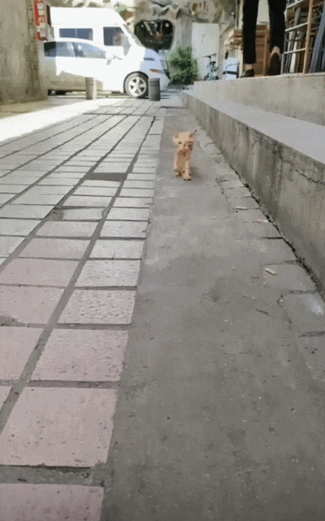 【宠物】网友晒小猫被收养前后的变化，笑死人哈哈哈，当事猫：装模作样5分钟，荣华富贵一辈子（组图） - 24