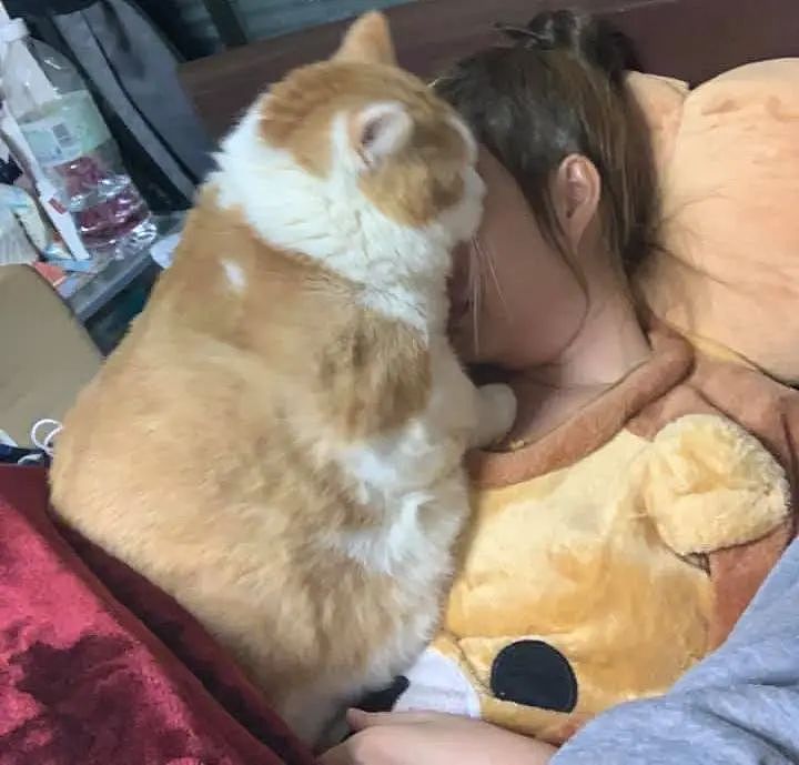 【宠物】网友晒小猫被收养前后的变化，笑死人哈哈哈，当事猫：装模作样5分钟，荣华富贵一辈子（组图） - 20