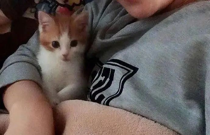 【宠物】网友晒小猫被收养前后的变化，笑死人哈哈哈，当事猫：装模作样5分钟，荣华富贵一辈子（组图） - 19