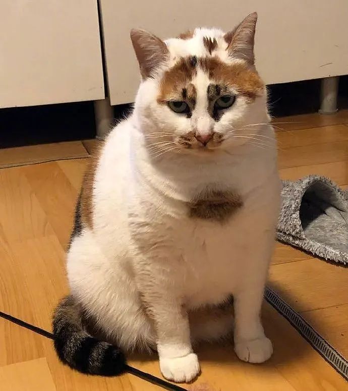 【宠物】网友晒小猫被收养前后的变化，笑死人哈哈哈，当事猫：装模作样5分钟，荣华富贵一辈子（组图） - 6