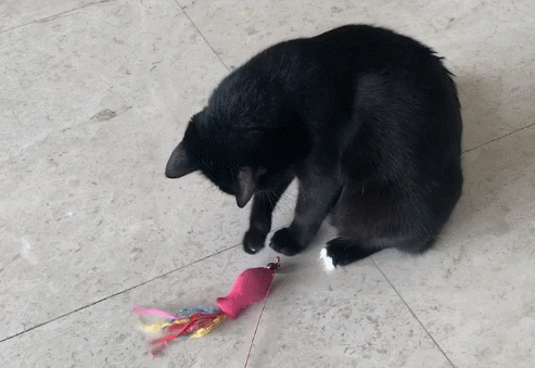 【宠物】网友晒小猫被收养前后的变化，笑死人哈哈哈，当事猫：装模作样5分钟，荣华富贵一辈子（组图） - 29