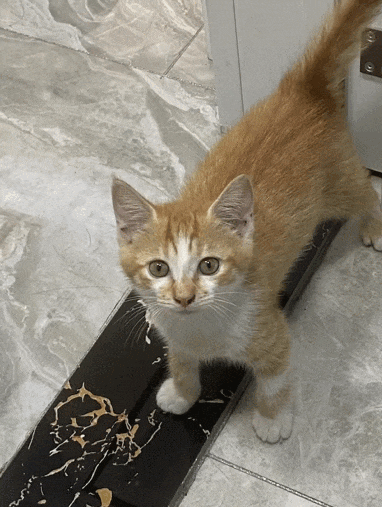 【宠物】网友晒小猫被收养前后的变化，笑死人哈哈哈，当事猫：装模作样5分钟，荣华富贵一辈子（组图） - 23