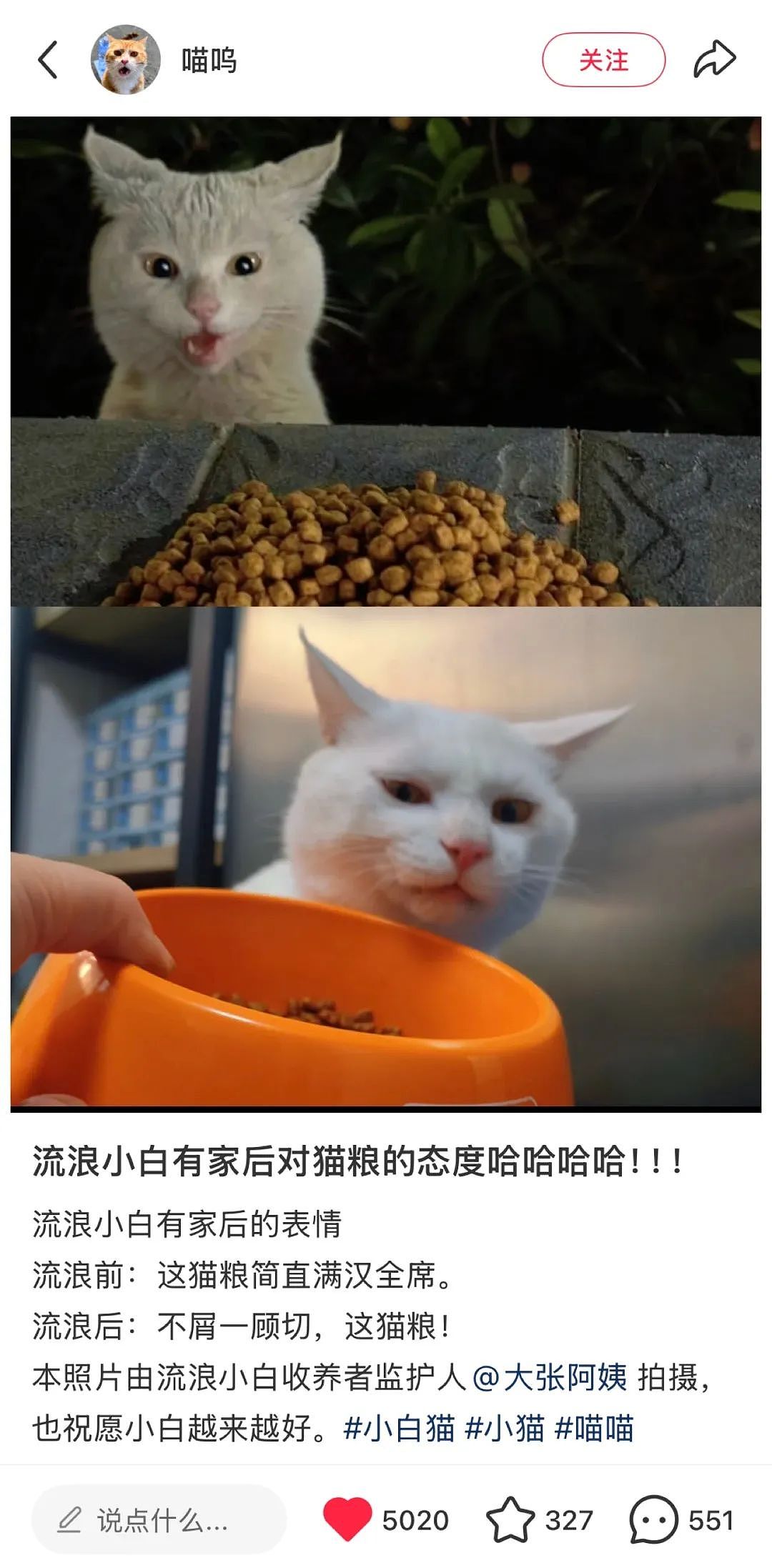 【宠物】网友晒小猫被收养前后的变化，笑死人哈哈哈，当事猫：装模作样5分钟，荣华富贵一辈子（组图） - 1