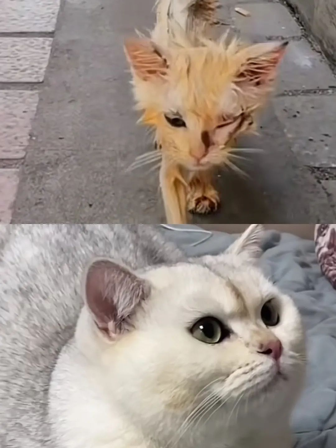 【宠物】网友晒小猫被收养前后的变化，笑死人哈哈哈，当事猫：装模作样5分钟，荣华富贵一辈子（组图） - 26